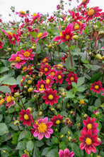 Afbeelding in Gallery-weergave laden, Mooie purperen laagblijvende Dahlia soort, zeer geschikt voor in pot, of voor balkon. Met haar frisse uitstraling maakt ze van iedere tuin weer iets spectaculairs