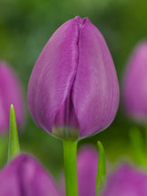 Afbeelding in Gallery-weergave laden, Triumph Tulp Negrita is een heerlijk paarse tulp