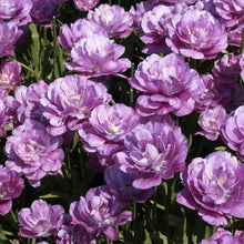 Afbeelding in Gallery-weergave laden, Lagen satijnachtige, blauwviolette bloemblaadjes geven deze laatbloeiende tulp een ongeloofelijke elegantie