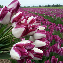 Afbeelding in Gallery-weergave laden, Een prachtige Triumph-tulp, Shiun, produceert opvallende crèmekleurige bloemen met magenta randen.