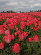 Afbeelding in Gallery-weergave laden, Tulp Darwin Van Eijk. prachtige Darwin tulp die ook zeer geschikt als snijbloem.