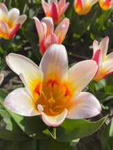 Afbeelding in Gallery-weergave laden, Stevig op stengel en vroegbloeiend. Ook geschikt voor potten en rotstuinen