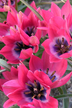 Charger l'image dans la galerie, Tulipe sauvage Little Beauty