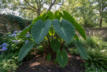 Afbeelding in Gallery-weergave laden, een colocasia esculenta in de tuin die er al paar jaar staat