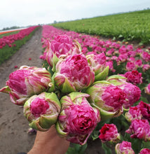 Afbeelding in Gallery-weergave laden, Dubbele tulp Wicked in Pink