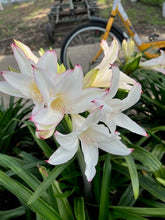 Afbeelding in Gallery-weergave laden, Amarcrinum is een kruising tussen Amaryllis belladonna en Crinum. Het is een prachtige najaarsbloeier. 