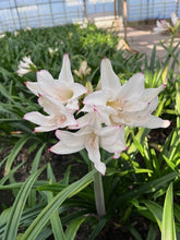 Afbeelding in Gallery-weergave laden, Amacrinum Chapeau