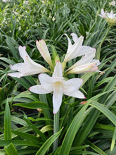 Afbeelding in Gallery-weergave laden, Amarcinum Chapeau. De bol is maar matig winterhard en dus best in koude gebieden genoeg bescherming geven tegen de vorst of als kuipplant gebruiken