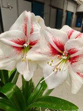 Afbeelding in Gallery-weergave laden, De Amaryllis Elsa heeft een opvallende tweekleurige bloem. Helder wit, gecombineerd met levendige rode vlammen