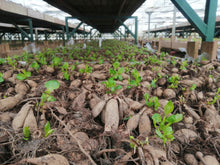 Afbeelding in Gallery-weergave laden, Dahlia stekken