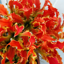 Afbeelding in Gallery-weergave laden, Of je nu de flamboyante versie in rood met saffraangeel treft of de oranje, de Gloriosa is altijd sensationeel.