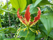Afbeelding in Gallery-weergave laden, Gloriosa Superba