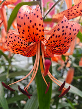 Afbeelding in Gallery-weergave laden, Lilium lancifolium is een species lelie die al meer dan een eeuw als de ‘Tijger Lelie’ bekend staat.