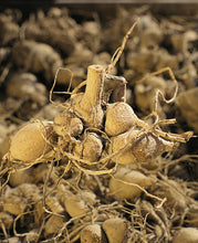 Afbeelding in Gallery-weergave laden, Wil je zo lang mogelijk van een eindeloze bloemenzee genieten? Knip dan de uitgebloeide dahliabloemen weg. Dit zorgt ervoor dat de dahlia steeds weer nieuwe bloemen maakt.