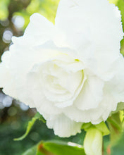 Afbeelding in Gallery-weergave laden, Die gefüllte Begonie ist eine zuverlässige schöne Sorte