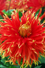 Afbeelding in Gallery-weergave laden, Een bloem van maar liefst 23 centimeter groot die lijkt op een punkkapsel rechtreeks uit een Magna strip. Hoe anders zou je deze flamboyante Dahlia Show ’N Tell willen omschrijven? Meer Rock-'n-Roll zal een Dahlia niet worde