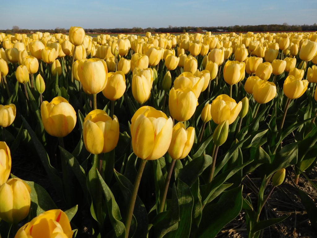 50 x Tulipes Tempête de Sable - Promotion XXL