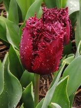 Afbeelding in Gallery-weergave laden, Tulp Labrador, mooie gefranjerde tulp op stevige stengel. p