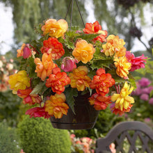 Afbeelding in Gallery-weergave laden, Begonia Golden Balcony afhangende begonia voor op het terras