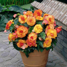 Afbeelding in Gallery-weergave laden, Begonia Yellow Picotee. Oogstrelende soort door het speelse rode randje rond elk gele bloemblad. De bloemen zijn middelgroot en dubbel.