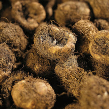 Afbeelding in Gallery-weergave laden, Begonia knollen in grote maat kan je eenvoudig en snel kopen op www.bulbes.net