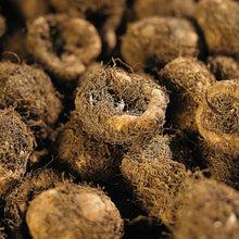 Afbeelding in Gallery-weergave laden, De echte knolbegonia, te koop bij Alkemade LTJ