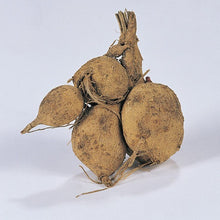 Afbeelding in Gallery-weergave laden, De cactusdahlia Hayley Jane heeft crème witte langwerpige bloemblaadjes met roze/paarsachtige toppen.