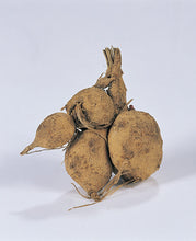 Afbeelding in Gallery-weergave laden, Dahlia knollen planten we in het voorjaar na de vorst