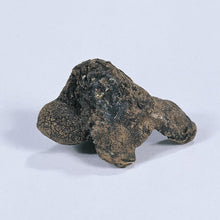 Afbeelding in Gallery-weergave laden, Knol van Anemoon coronaria, steeds paar uur in water alvorens te planten