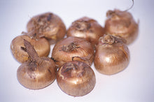 Load image into Gallery viewer, Krokus wit ‘Jeanne d’Arc’ (Krokus Vernus- grootbloemig) Klassieke witte soort. Zeer geschikt voor verwildering