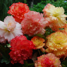 Afbeelding in Gallery-weergave laden, Begonia Samba, bestel ze nu eenvoudig online en geniet heel de zomer