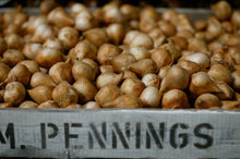 Afbeelding in Gallery-weergave laden, Tulpen bollen