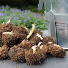 Afbeelding in Gallery-weergave laden, Knollen van Begonia