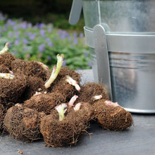 Afbeelding in Gallery-weergave laden, Begonia knollen