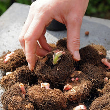 Afbeelding in Gallery-weergave laden, De voordelen van begonias: Maandenlang genieten, de ganse zomer lang Grote variatie in kleuren en vormen