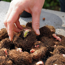 Afbeelding in Gallery-weergave laden, Begonia knollen bestel je makkelijk online bij Alkemade LTJ