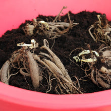Afbeelding in Gallery-weergave laden, Dahlia Bishop of York