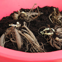 Afbeelding in Gallery-weergave laden, Wanneer dahliaknollen kopen?   Bestel ze nu eenvoudig  online en plant dit voorjaar Dahliaknollen voor een mooie kleurrijke tuin of terras in de zomer!  Wij proberen steeds de grootste maat en beste kwaliteit aan te bieden voor het mooiste resultaat.