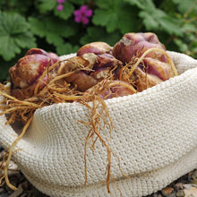 Afbeelding in Gallery-weergave laden, Leliebollen zijn wintervast en komen elk jaar terug!