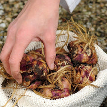 Afbeelding in Gallery-weergave laden, Robert Swanson heeft grote, zacht glanzende bloemen in helder botergeel, bronsrood in het centrum Deze inter-specifieke kruising tussen oriëntals en trompet lelies kenmerkt zich door adembenemende grote bloemen in vele verschillende kleuren.