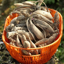 Afbeelding in Gallery-weergave laden, Wil je zo lang mogelijk van een eindeloze bloemenzee genieten? Knip dan de uitgebloeide dahliabloemen weg. Dit zorgt ervoor dat de dahlia steeds weer nieuwe bloemen maakt.