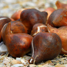 Afbeelding in Gallery-weergave laden, Tulp Labrador, tulpen plant je best in het najaar voor een fleurige en kleurrijke tuin in de lente!