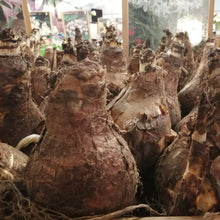 Afbeelding in Gallery-weergave laden, Crinum Powellii. In Nederland noemt men deze bol ook wel eens ‘haaklelie’.