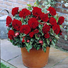 Afbeelding in Gallery-weergave laden, Begonia Fimbriata Rood