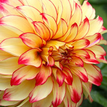 Afbeelding in Gallery-weergave laden, Dahlia Lady Darlene Dahlia Lady Darlene. Voor wie er maar niet genoeg van kan krijgen hier weer zo’n prachtige decoratieve ‘dinnerplate’ Dahlia. Bloem tot 20 cm in diameter! Een combinatie van goudgeel en rood.
