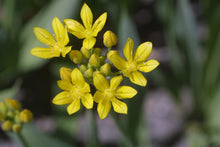 Afbeelding in Gallery-weergave laden, Allium Moly