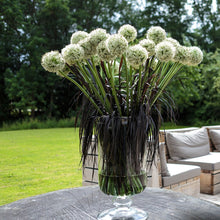 Charger l'image dans la galerie, Allium White Giant