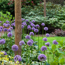 Charger l'image dans la galerie, Dit is één van de hoogst bloeiende allium soorten die wij kennen. Op een stengel van wel 125 cm komt een schitterende dichte bal van lila paarse  bloemen.
