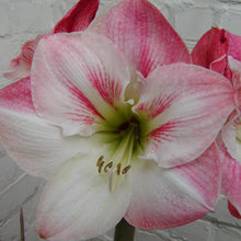 Afbeelding in Gallery-weergave laden, Amaryllis (Hippeastrum) Apple Blossom
