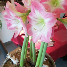 Afbeelding in Gallery-weergave laden, Amaryllis (Hippeastrum) Apple Blossom